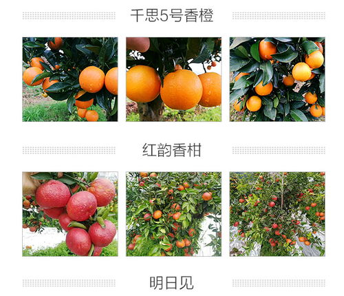 湖南千思农林科技 图 明日见柑橘多少钱 明日见柑橘