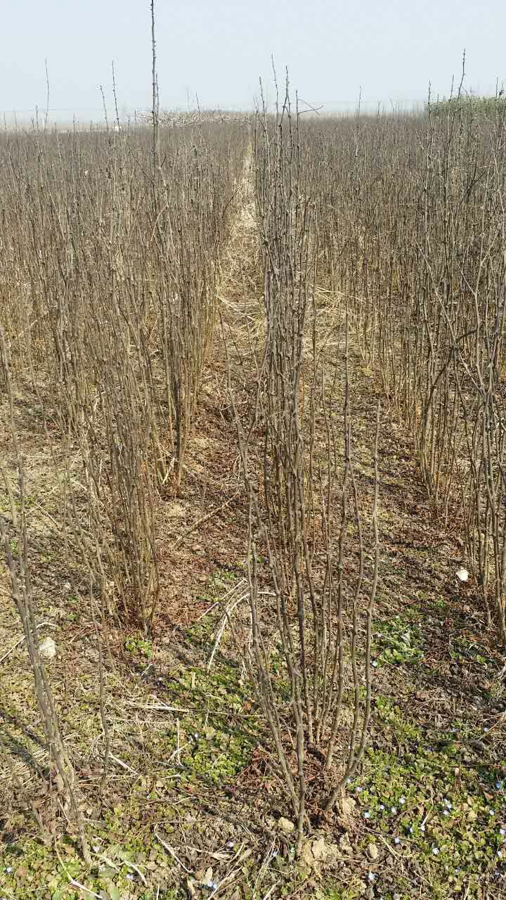 家庭农场批发销售大红袍花椒树苗 足章苗木种植货源 价格可议