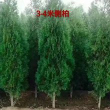 【侧柏苗移栽时间 侧柏苗一亩地定植多少棵 侧柏苗种植株行距 侧柏苗种植技术图片】侧柏苗移栽时间 侧柏苗一亩地定植多少棵 侧柏苗种植株行距 侧柏苗种植技术 - 绛县古绛镇卫勇苗木经销部