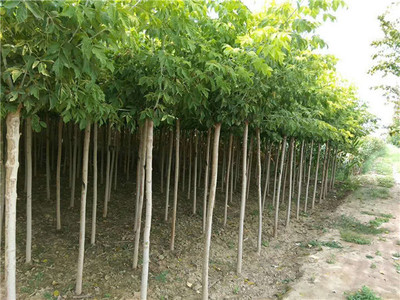 复叶槭苗木基地 复叶槭种植销售 种植注意事项