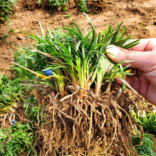 日本矮麦冬种植以及修剪信息 园林用途 雨翔苗木