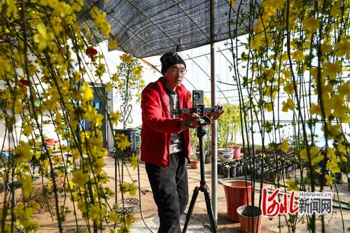 河北省滦南县 花卉旺销春意浓