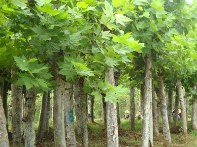 专业种植团队昆明法桐低价销售,欢迎来电图片|专业种植团队昆明法桐低价销售,欢迎来电产品图片由山东绿之源银杏苗木基地公司生产提供-