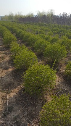 苗木花卉,苗木花卉种植,苗木花卉种植销售,苗木花卉种植销售及外购,苗木花卉种植销售及外购 - 开原市广源苗圃